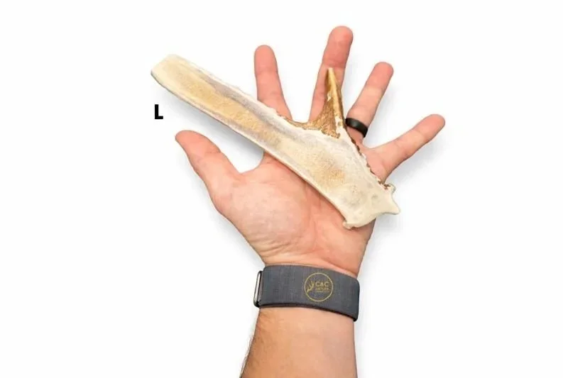Deer+Antler+Dog+Chews+Split+Base+with+Tine+L.jpg
