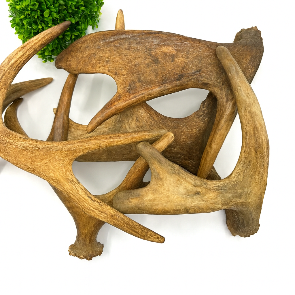 Whole Moose Antler Sheds