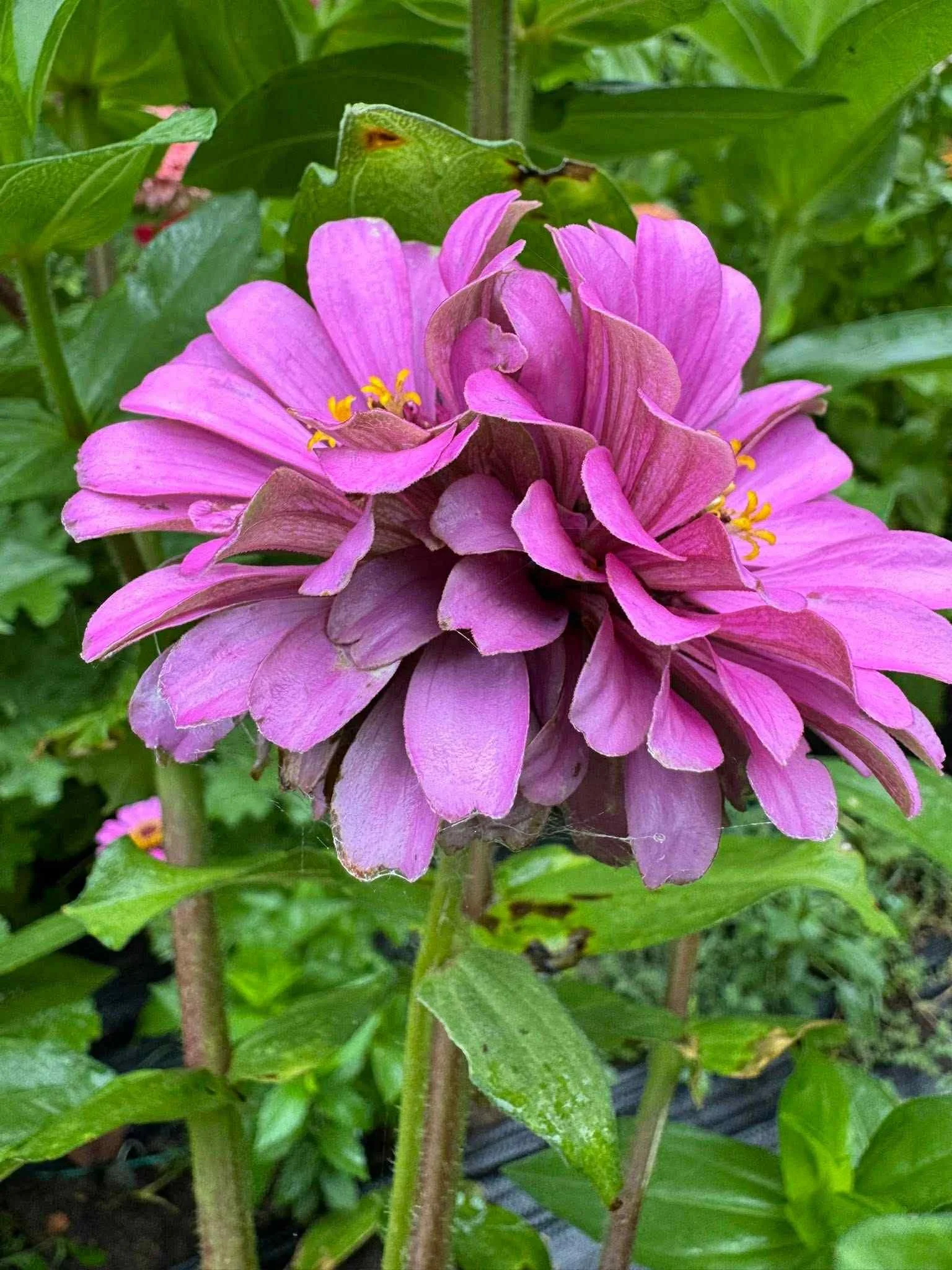 Pink flower against green leaves in the background