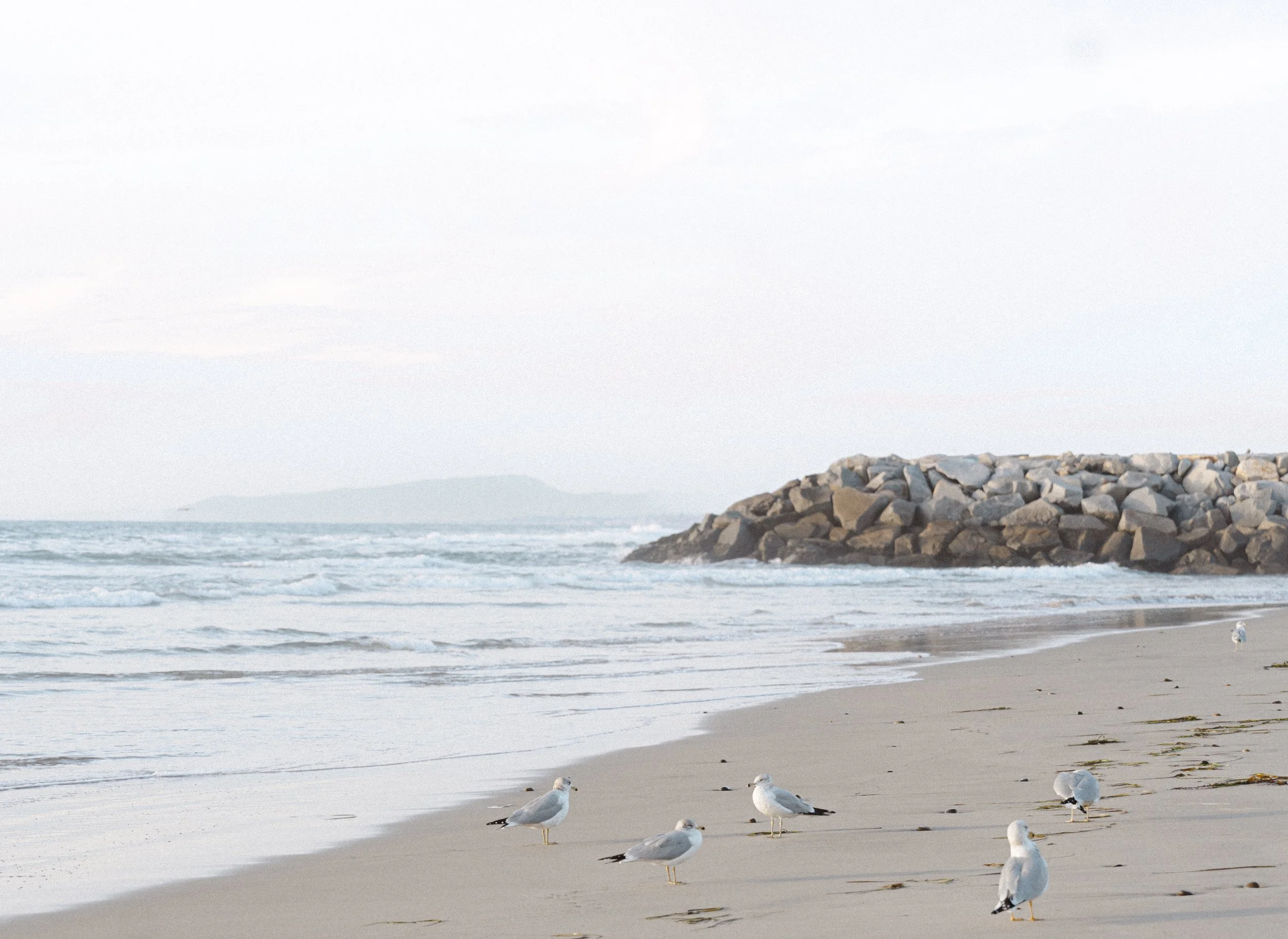 Seagulls standing on the sandy shoreline at Ponto Beach in Carlsbad, California with ocean waves and a rocky jetty in the background.