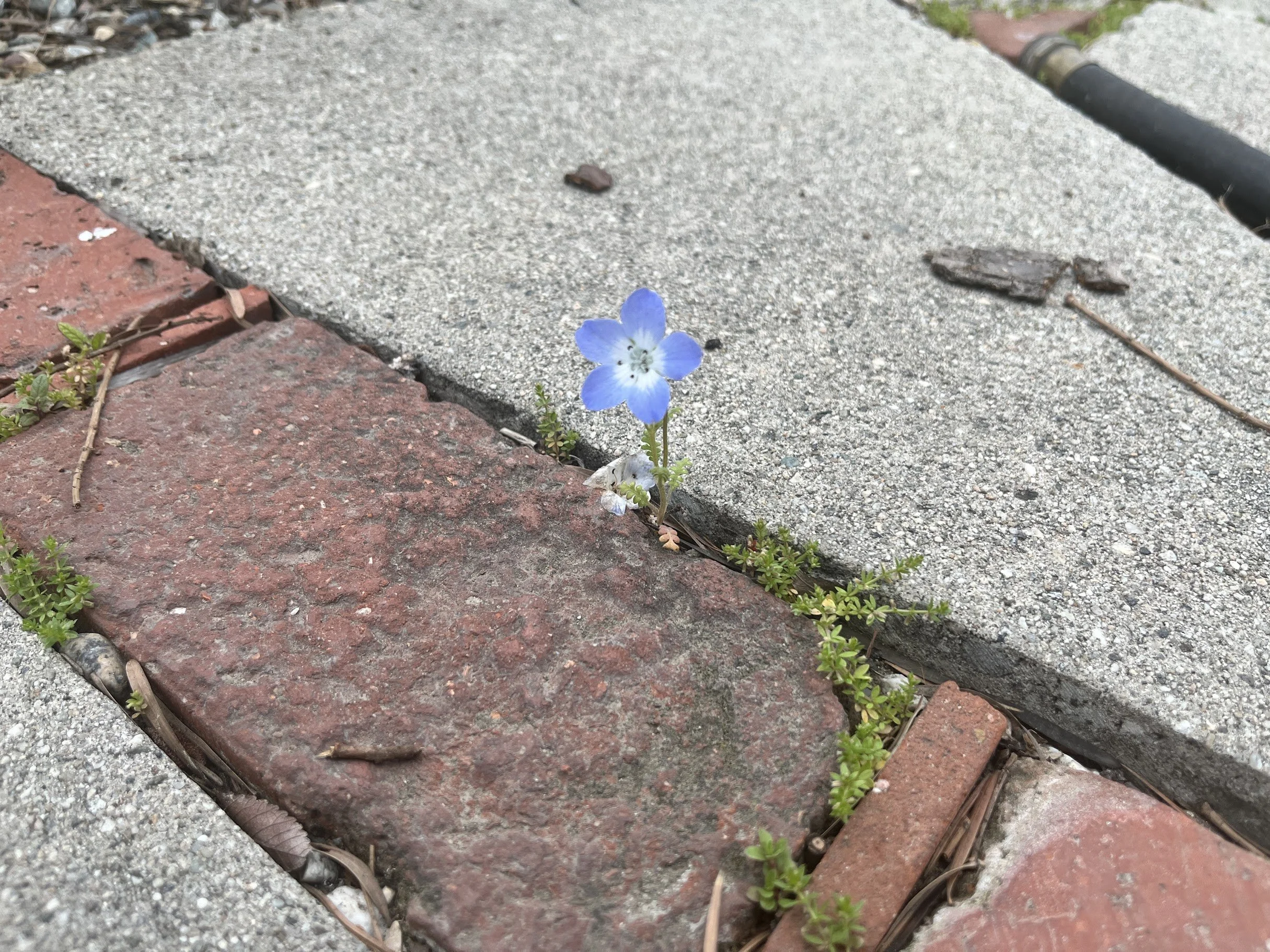 Becoming an Ecotoner: A Garden Walk-and-Talk Reimagining Altadena Together After the Eaton Fire