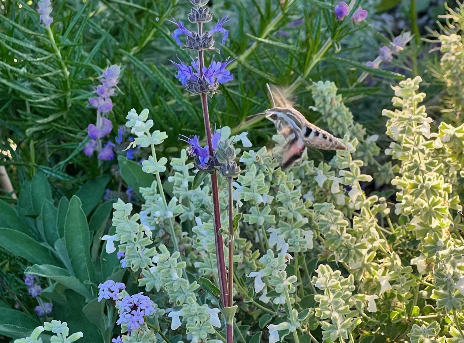 Becoming an Ecotoner: A Walk-and-Talk for Fire-Impacted Neighbors (April 19)