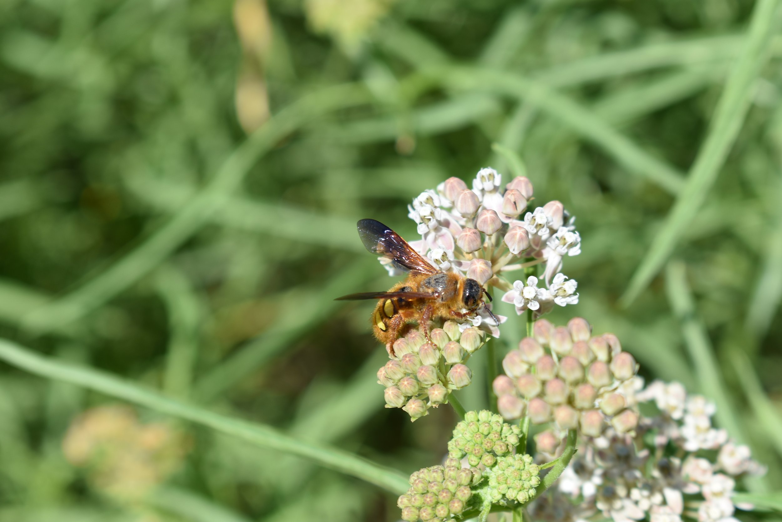 Becoming an Ecotoner: A Garden Walk-and-Talk Reimagining Altadena Together After the Eaton Fire (May 9)