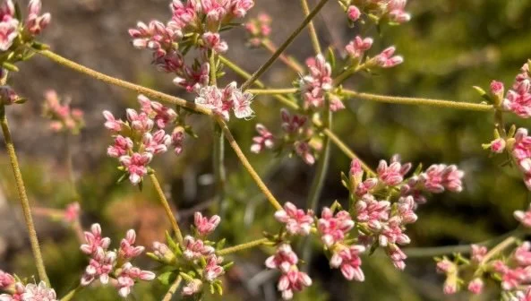 California Native Plant Society Talk: From Burn to Bloom