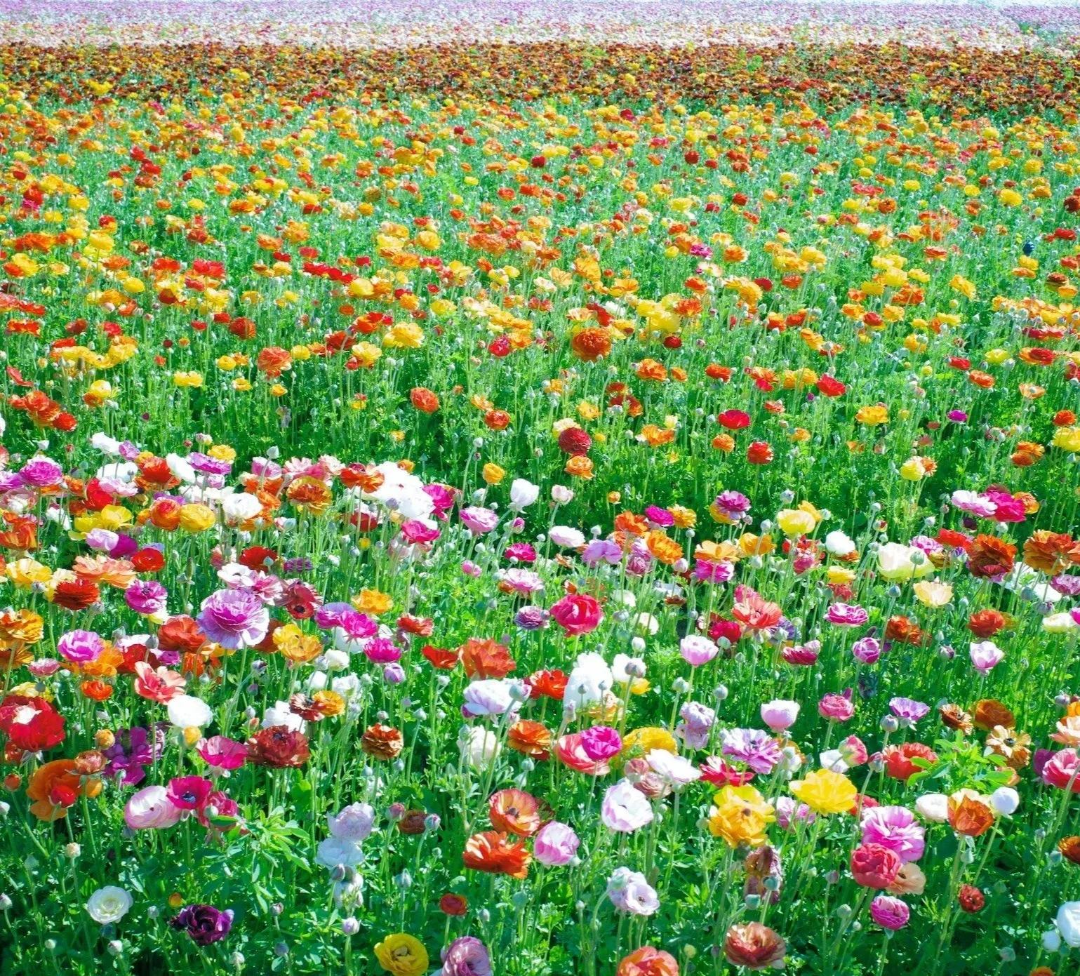A vast field filled with colorful flowers in full bloom, stretching to the horizon.