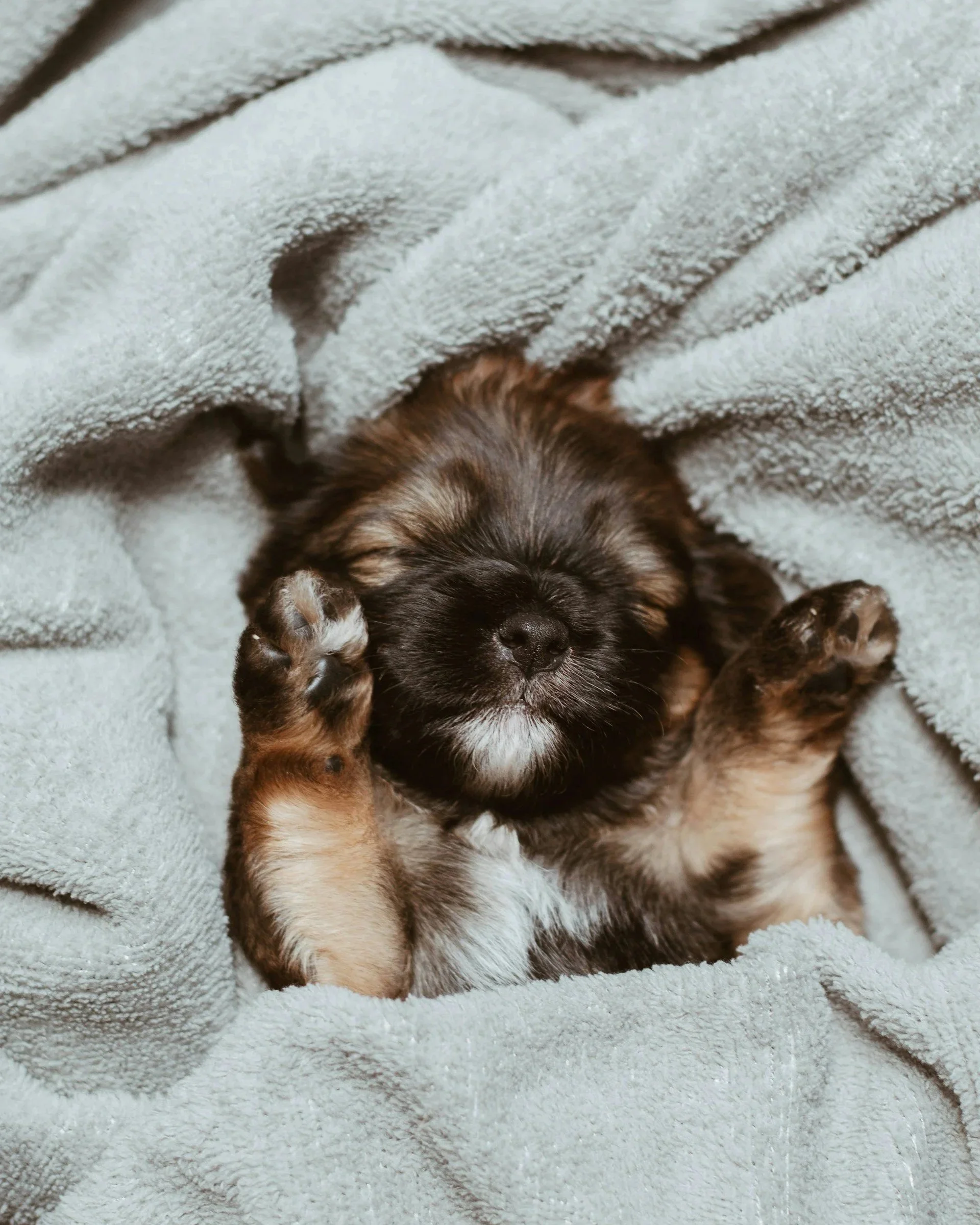 A sweet tiny puppy asleep on it's back, laying in a blue blanket.