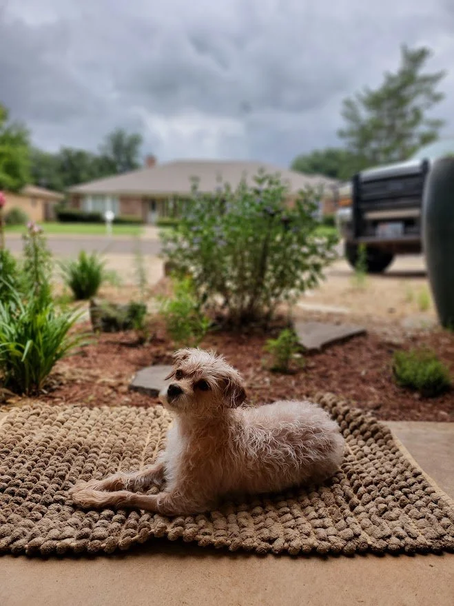 Small white wavy-haired dog lying on an outdoor rug on a porch, with a rainy blue sky in the background.