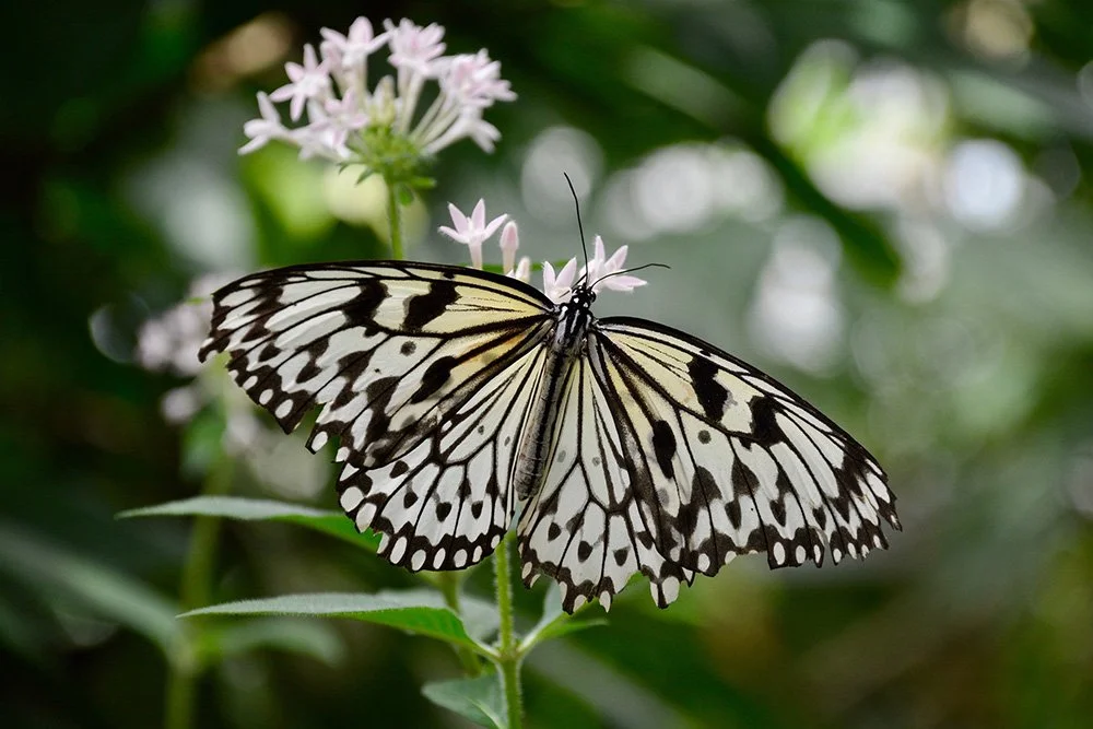 A pale yellow butterfly with black markings on the stem of a lilac flower.