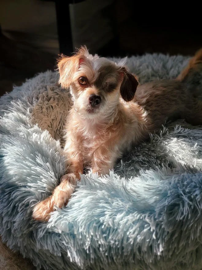 Small white wavy-haired dog laying in a fluffy blue bed in the sunlight, gazing sweetly at the camera.