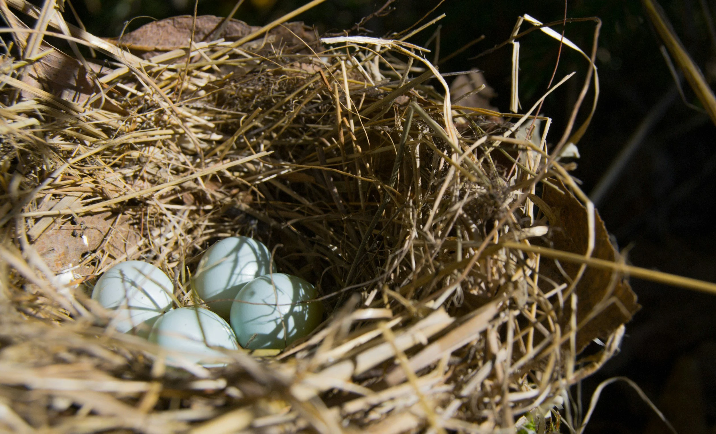 A straw colored bird's nest with four blue eggs inside, with sunlight on it.