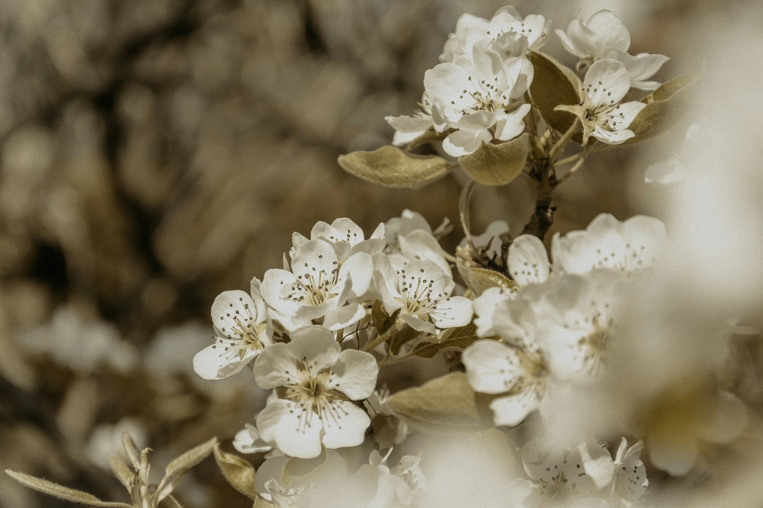 Cream colored blossoms with a soft focus tan background.