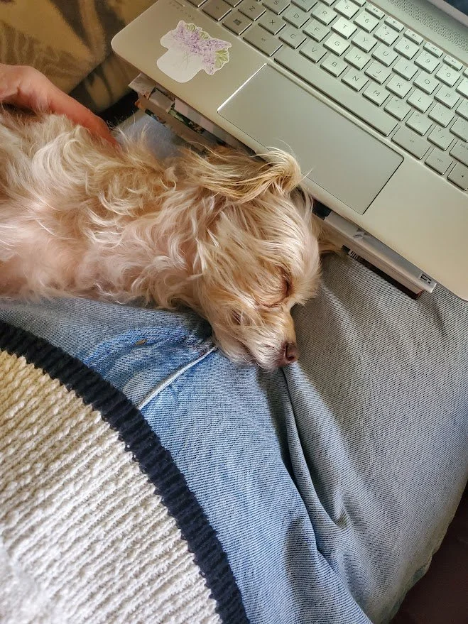 Small white wavy-haired dog asleep, laying her head in someone's lap next to a computer they are using.