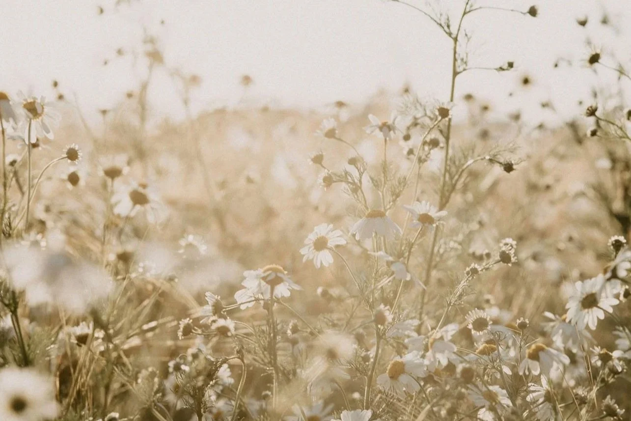 A field of wildflowers in the soft morning light with the background out of focus.