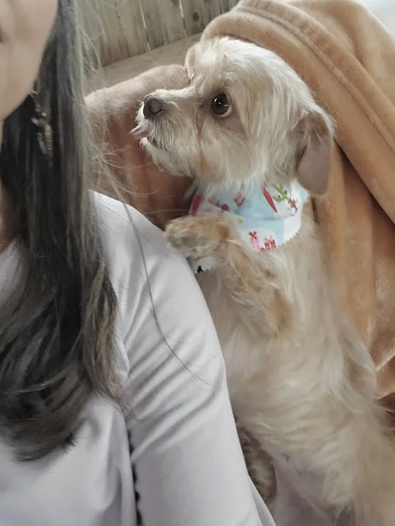 A small dog  sitting next to a woman up on it's hind legs looking at her.