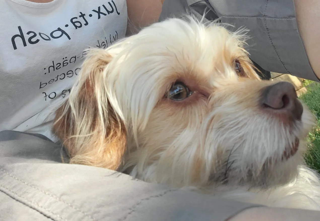 A close up profile of a small white dog.