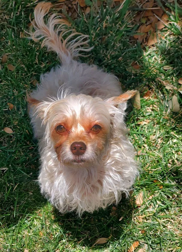 Small white wavy-haired dog sitting and looking up, the suns shows the reddish markings around her eyes and nose.