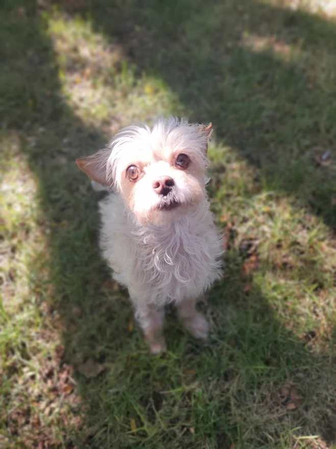 A small white fluffy dog sitting in the grass looking up.