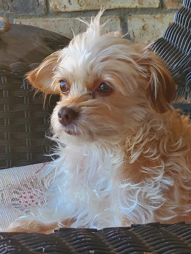 Small white wavy-haired dog sitting in a black wicker chair with the hair on her head sticking up.