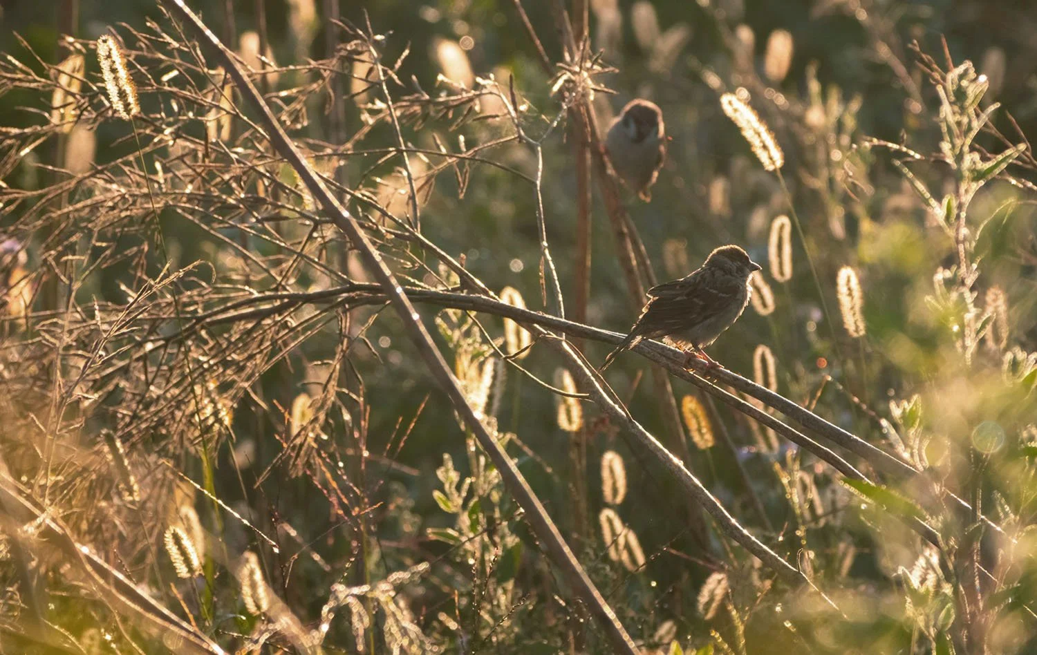Two birds sitting on some branches in the morning sunlight.
