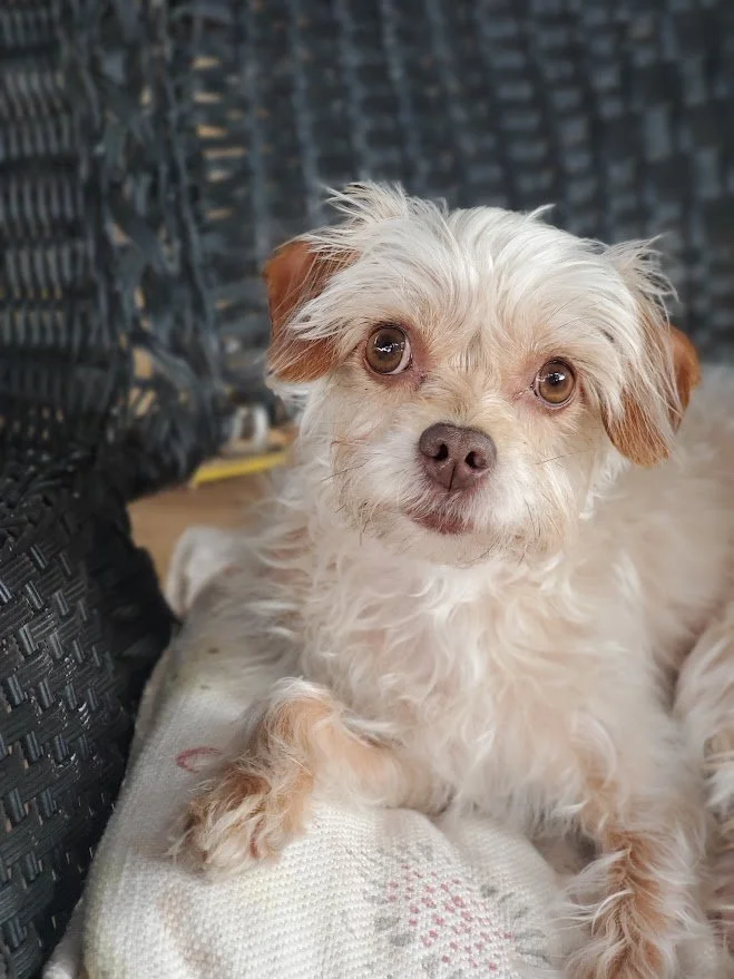Small white wavy-haired dog sitting in a black wicker chair.
