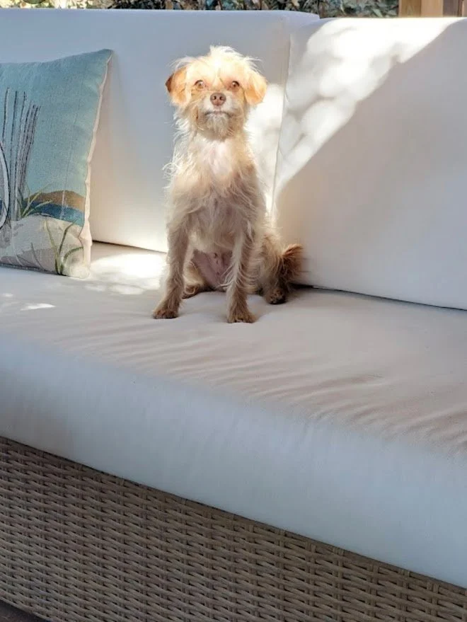 A small scruffy dog sitting on a white couch in the sunlight.