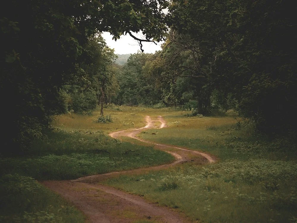 A winding dirt road amongst thick trees and shrubbery.