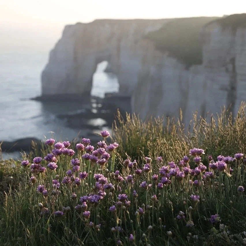 Small purple flowers with the ocean and cliffs in the background.