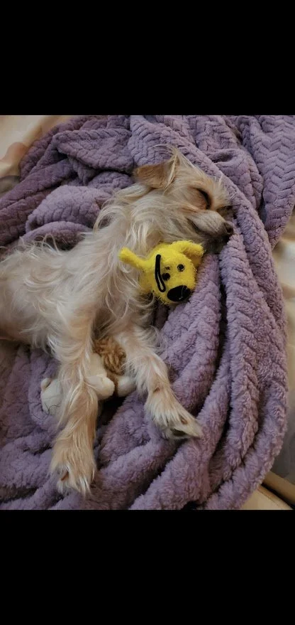 Small white wavy-haired dog sleeping on a soft purple blanket with a bright yellow toy next to her.