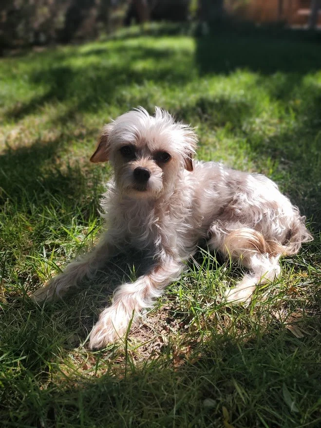 Small white wavy-haired dog lying in the green grass with dappled sunlight on her