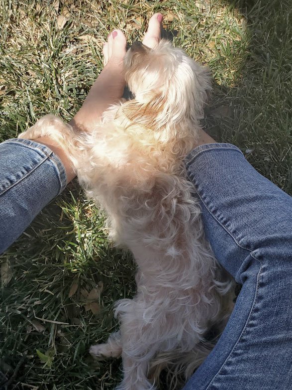 Small white-wavy haired dog lying in the grass with sunshine on her face, between someone's legs.