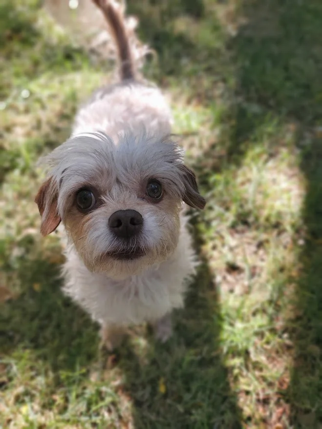 Small white wavy=haired dog sitting in the sun with shadows on her face as she looks up.
