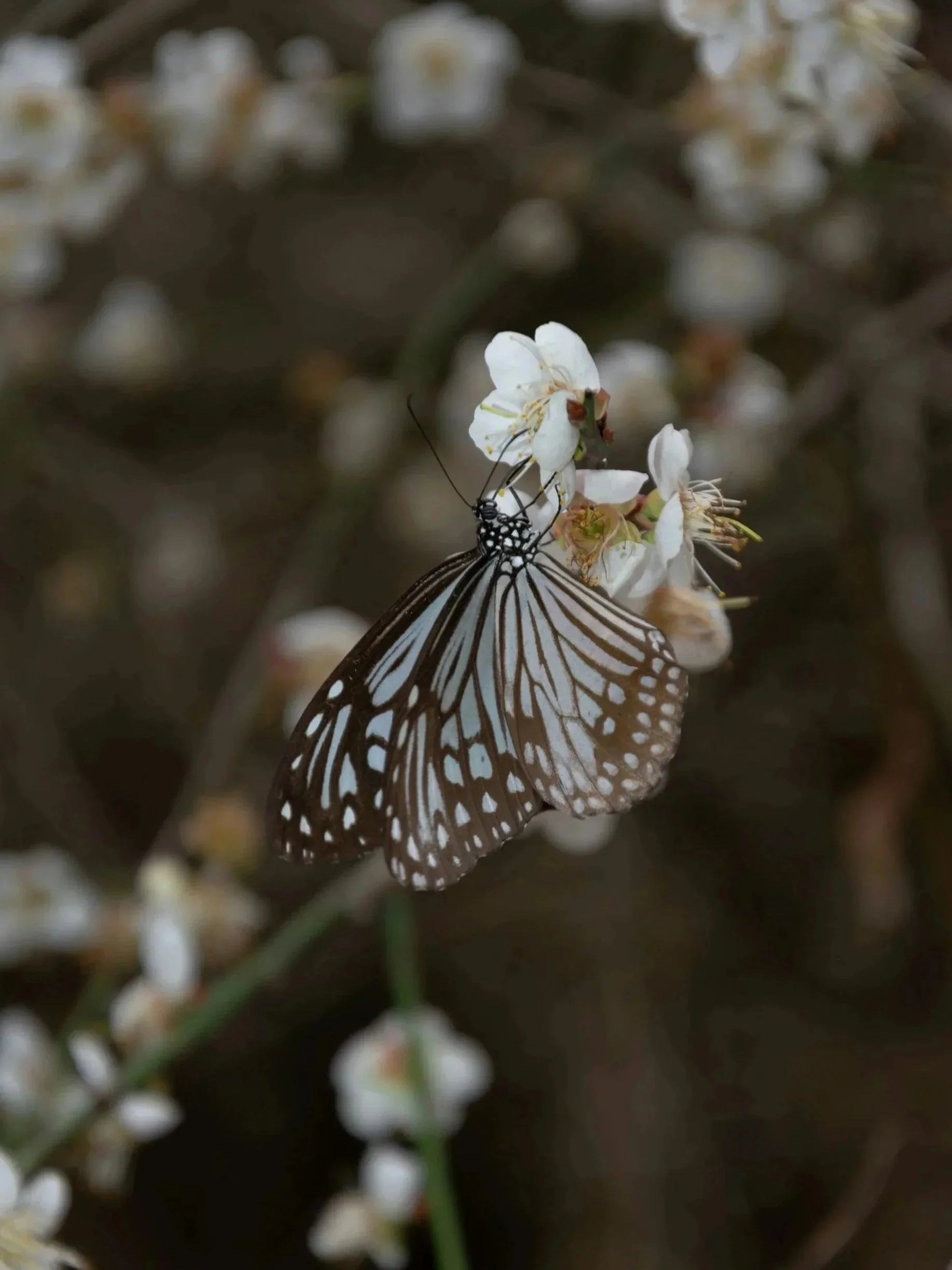 A brown and white butterfly on a white flower.