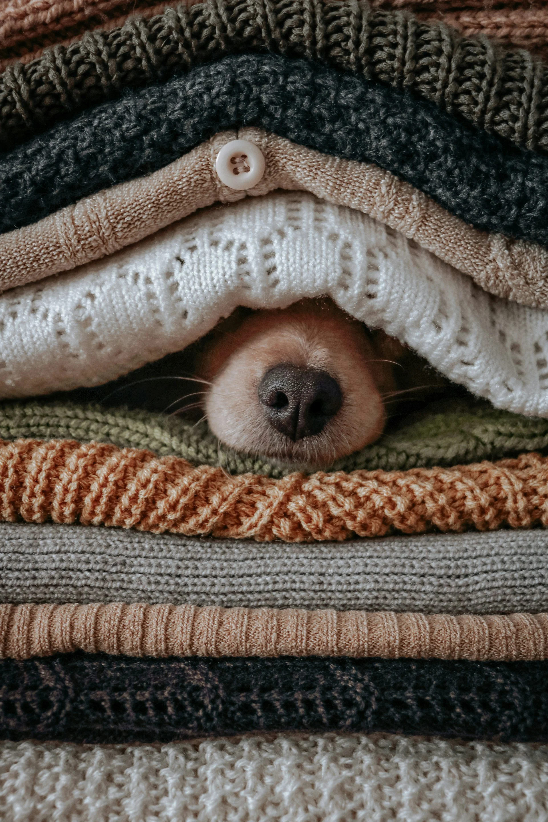 A stack of folded sweaters with a beige colored dog's nose peaking through the sweaters.