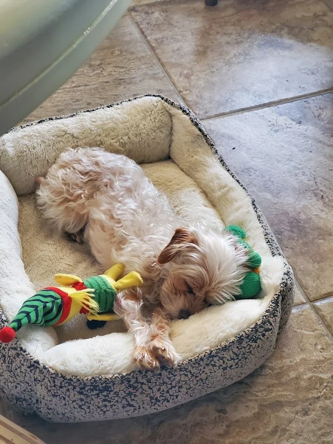 Small white wavy-haired dog sleeping in her bed with some of her toys near her.