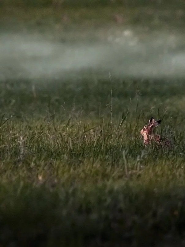 A misty green meadow with a small bunny peeking it's head up out of the grass.