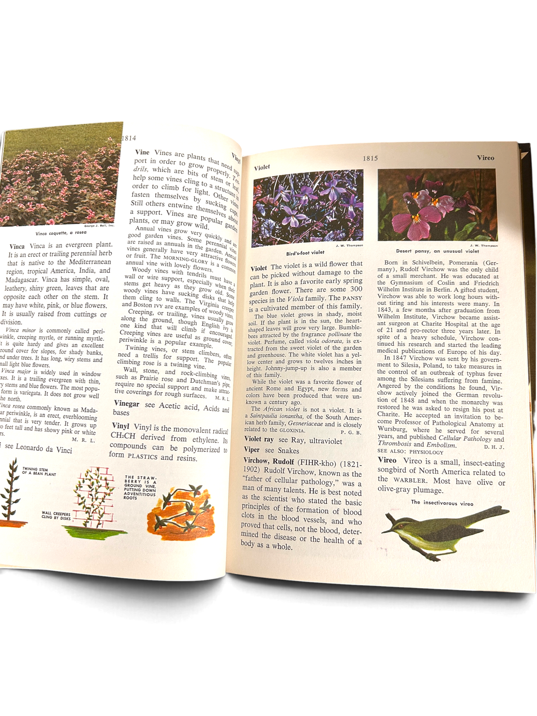 - vintage-young-peoples-science-encyclopedia-book-detail.PNG