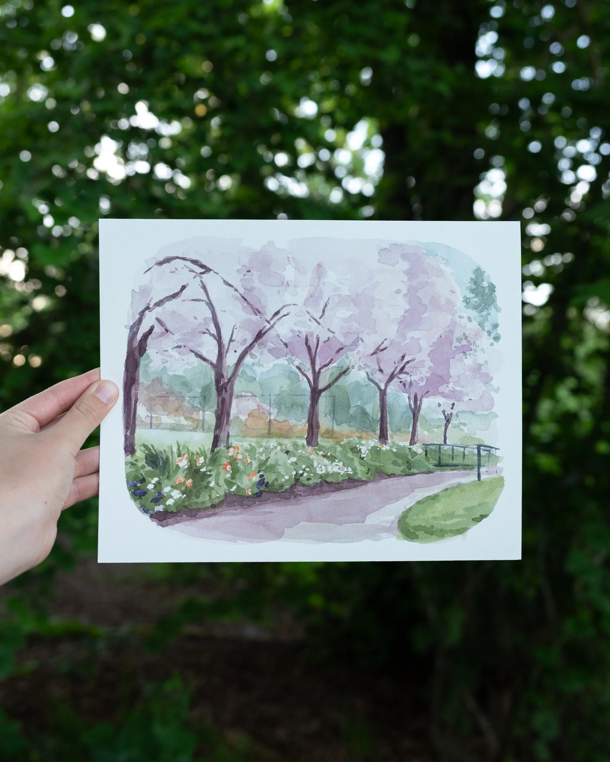 Cherry Blossoms from Portland Japanese Garden Art print 8x10