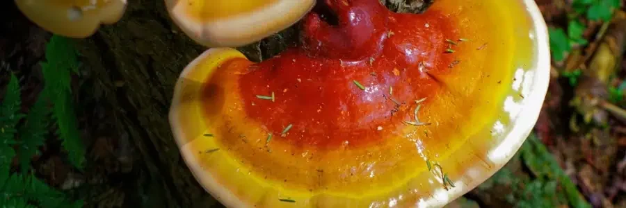 What is Reishi Mushrooms?