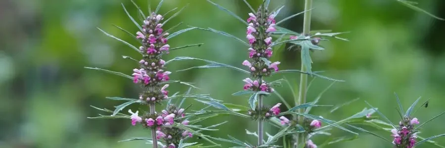 What is Motherwort?