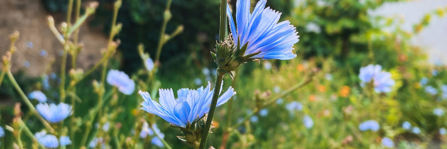 What is Chicory Root?