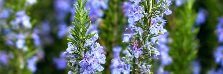 What is Rosemary?