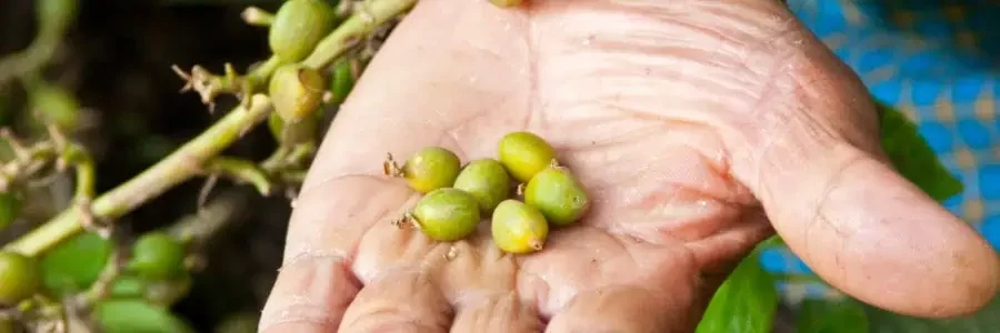 What is Cardamom Seed?