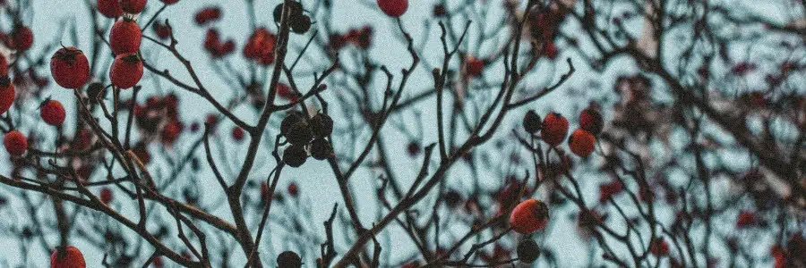 What are Rose Hips?