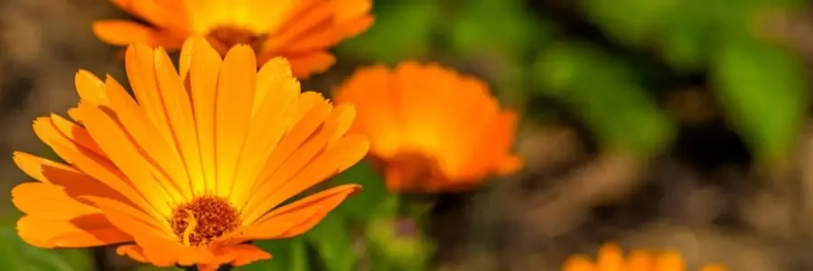 What is Calendula?