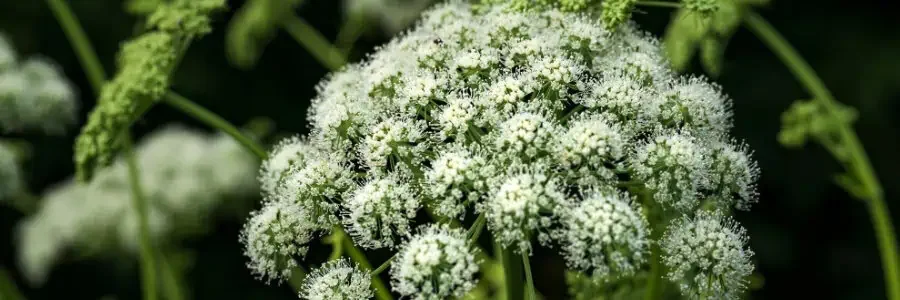 What is Angelica Root?