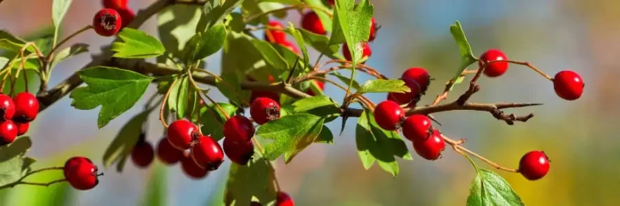What is Hawthorn Berry?