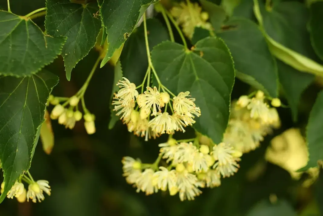 What is Linden Flower?