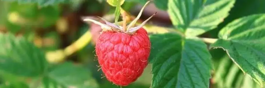 What is Red Raspberry Leaf?