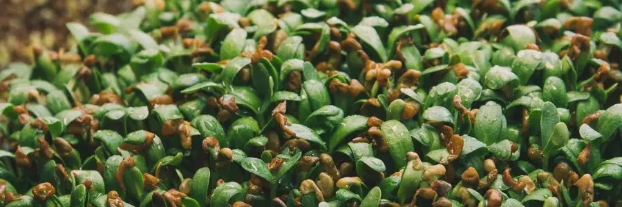 What are Fenugreek Seeds?
