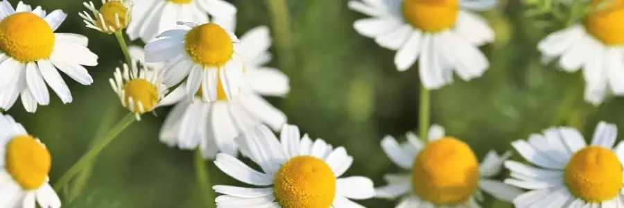 What is Chamomile?